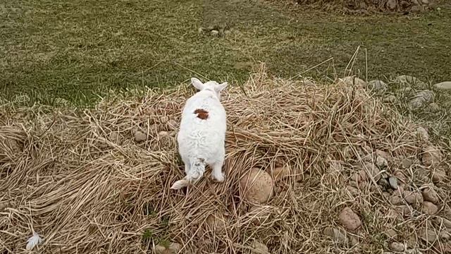 Дом у озера. Про Пëстрого. 24.04.2026.