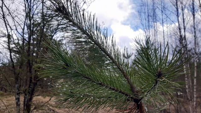 Березовый сок 2026