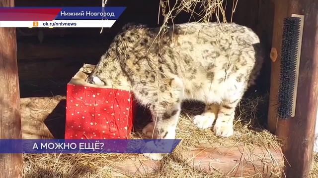Снежного барса Базеля поздравили с днём рождения вкусным подарком в нижегородском зоопарке «Лимпопо»