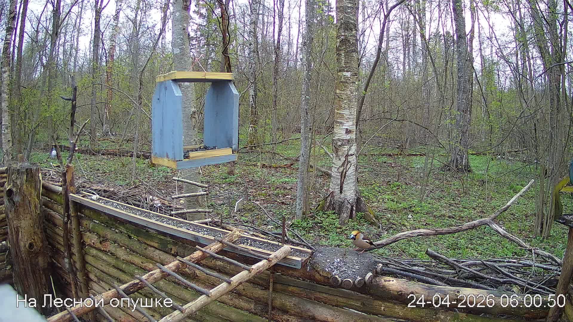 LIVE: На лесной опушке. Природа онлайн