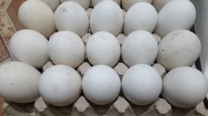 Гусиные яйца вес