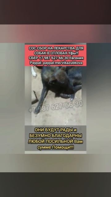 На них никто не откликнулся спасти,
Они  остались в беде..
‼️Сбор на мед.прерараты для них!
24