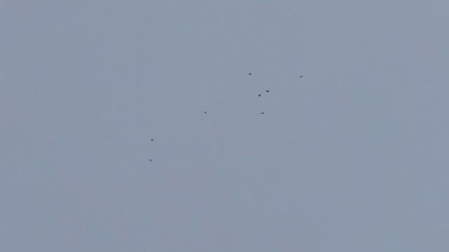 09.04.2026. Безкружные голуби, атаки хищников....mp4