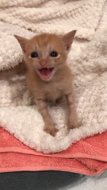 Подборка мяу