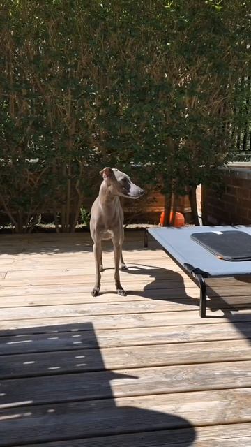 ЛЕВРЕТКА и ПТИЧИЙ ХОР