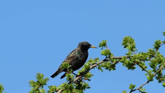 САМВЕЛ АДАМЯН ОБЗОР ОТ ОЛЬГИ ГОЛУБЬ МИРОТВОРЕЦ КОЛЯ СПРОВОЦИРОВАЛ СКАНДАЛ РОДИТЕЛЕЙ..