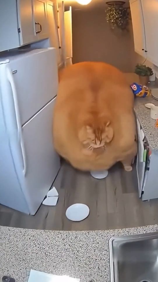 Раскормили кота маленько