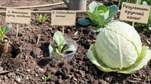 Сажаем капусту в грунт без ошибок. Крепкая, без болезней. Бутылка и мука доломитовая.