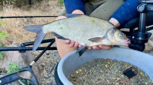 ОГРОМНЫЕ ЛЕЩИ НА ФИДЕР!!!ОЧЕНЬ КРУТАЯ РЫБАЛКА на леща