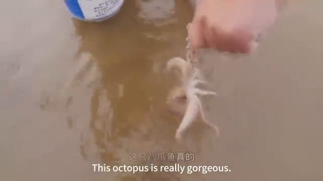 Small chapter to the sea big legged octopus into the net [get.gt]