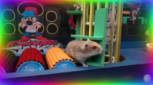 Удивительное исследование лабиринта с хомячком – неожиданная находчивость! часть 5