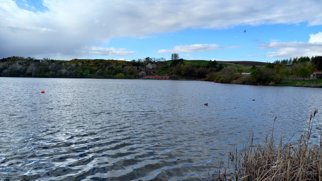 Pineapples in Champaign