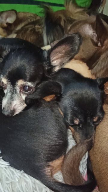 Той-терьеры папа Джоник и сыночек Макс. 23 апреля 2026 г.