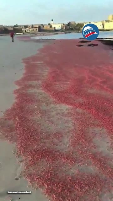 На пляжи в Омане выбросило огромное количество креветок