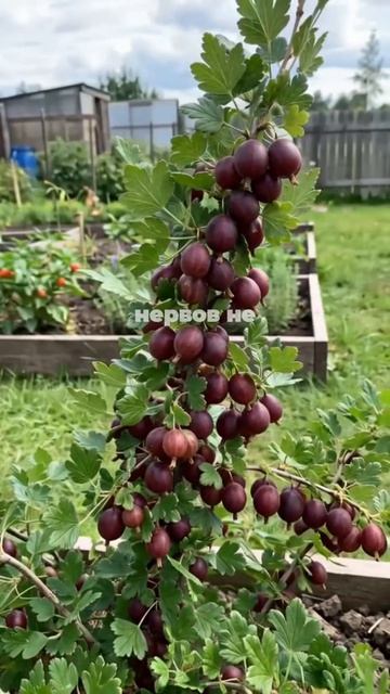 2 лучших сорта крыжовника без шипов  не колются и дают урожай каждый год