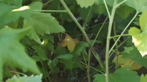 2378.  ВПЛ, омолаживать смородину просто необходимо.