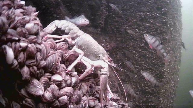 1000015989.mp4Волга гл.2м.24.04.2026г.