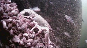 1000015989.mp4Волга гл.2м.24.04.2026г.