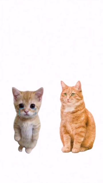 котята пояснят)