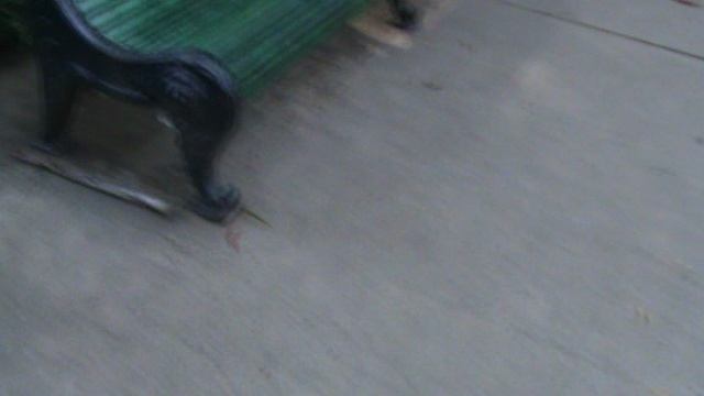 133)з ДЕНДАРИ ПАРК СОЧИ