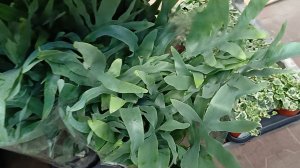 Комнатные растения🌿❤️ Пробежимся вместе по "Садовому центру"👋🪴