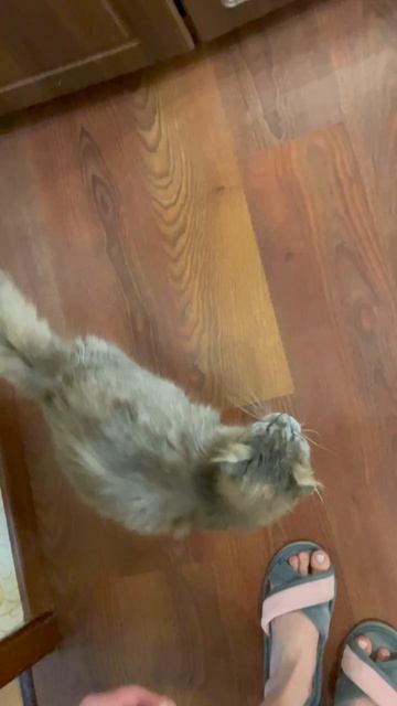 Котомама Ириски пишет: 