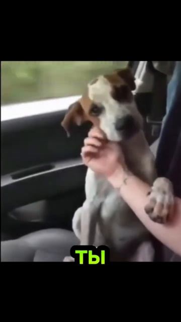 Друзья не бросайте своих четвероногих друзей мы в ответе за тех, кого приручили #михаилобразцов