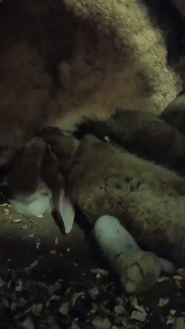 24-04-2026 Крольчата - малышы.Ностальгия.Видео архив.