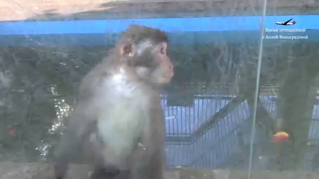 Обезьяна моет стекло и показывает свой зад / Случай в зоопарке / Ретровидео