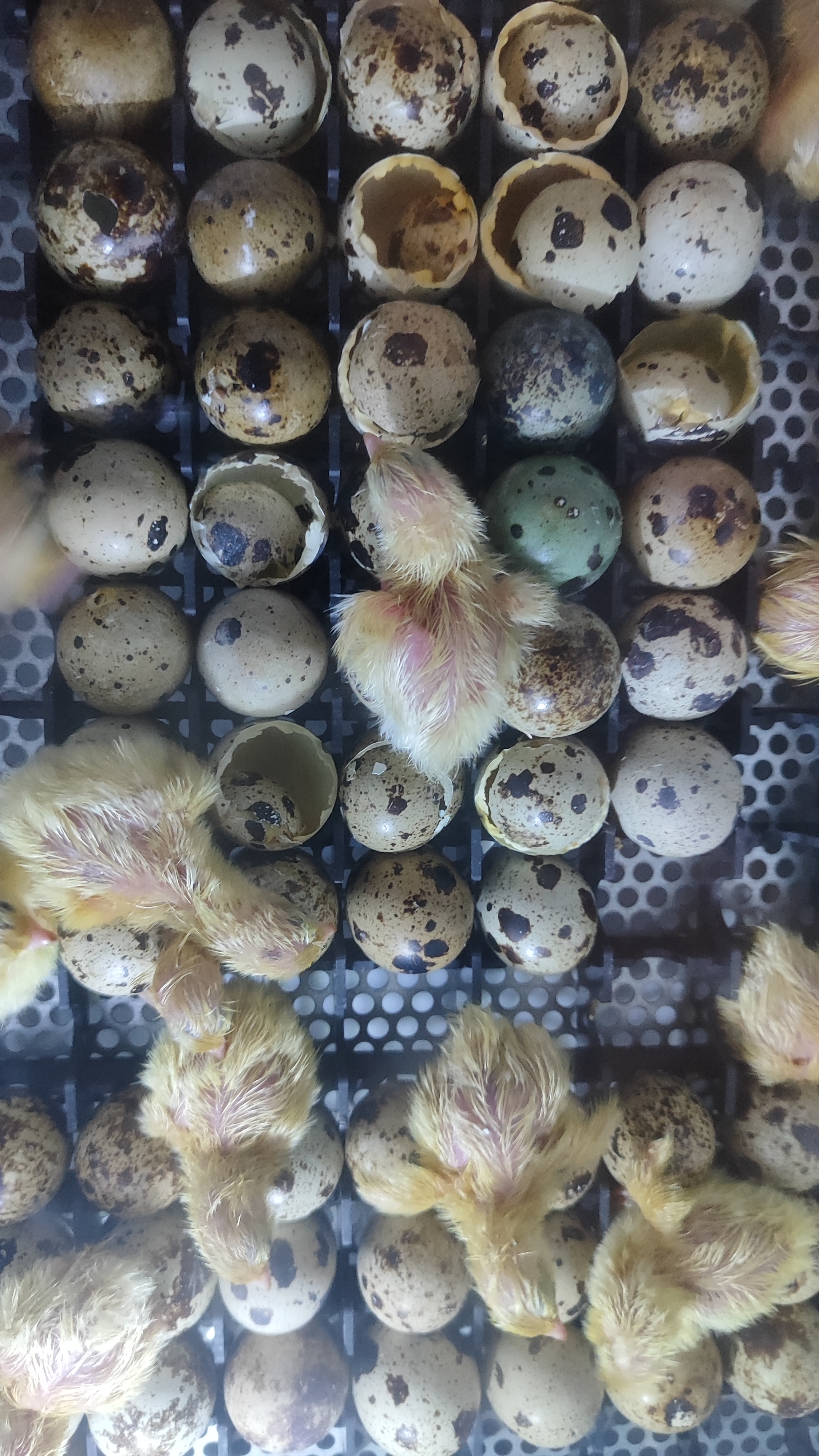 Вылуп перепелов 24 апреля #инкубация #милота #цыплята #перепелки #перепел