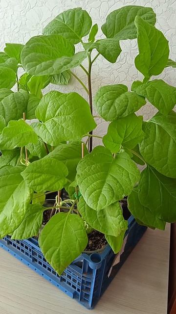 Какая рассада баклажан выросла за 2 месяца от посева семян без ламп досвечивания и подкормок