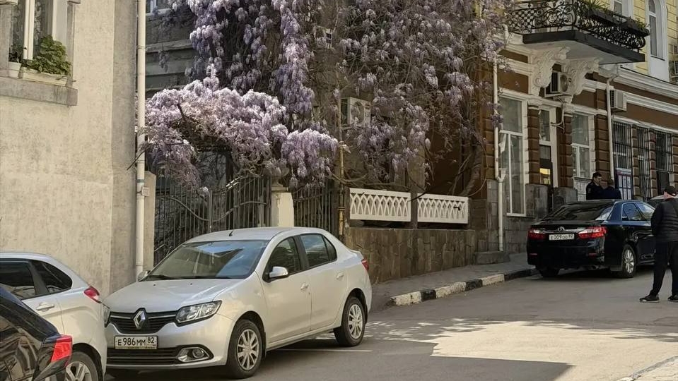 ЯЛТА СЕГОДНЯ, ПАРК ПИОНЕРСКИЙ,цветут Гдицинии