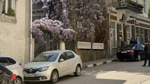 ЯЛТА СЕГОДНЯ, ПАРК ПИОНЕРСКИЙ,цветут Глицинии