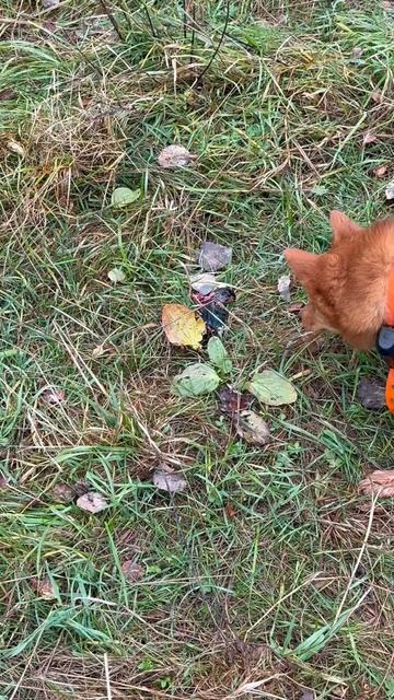 Нахаживание лаек. ФАЗАН. Training Laikas: PHEASANT