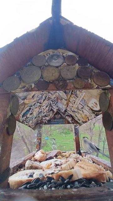 1000016274.mp4Кормушка.24.04.2026г.