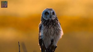 БЕСКОНЕЧНЫЙ ДИП-ХАУС: Непрерывный поток глубоких битов и вокала ☘️ #deephouse #deep #дипхаус