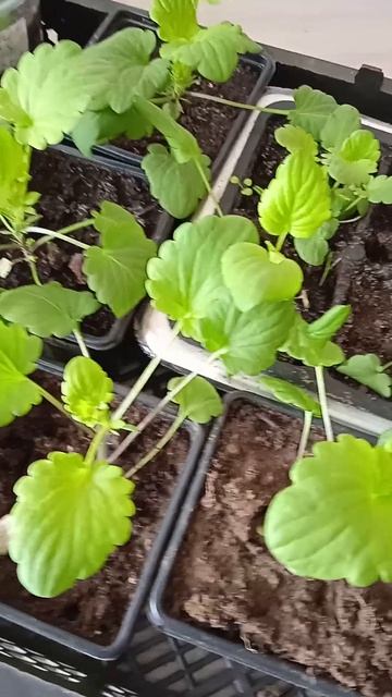 Рассада виолы Витрока в возрасте 2 месяца