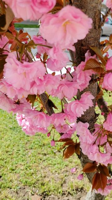 КРЫМ ФЕОДОСИЯ: цветёт целая аллея из сакуры