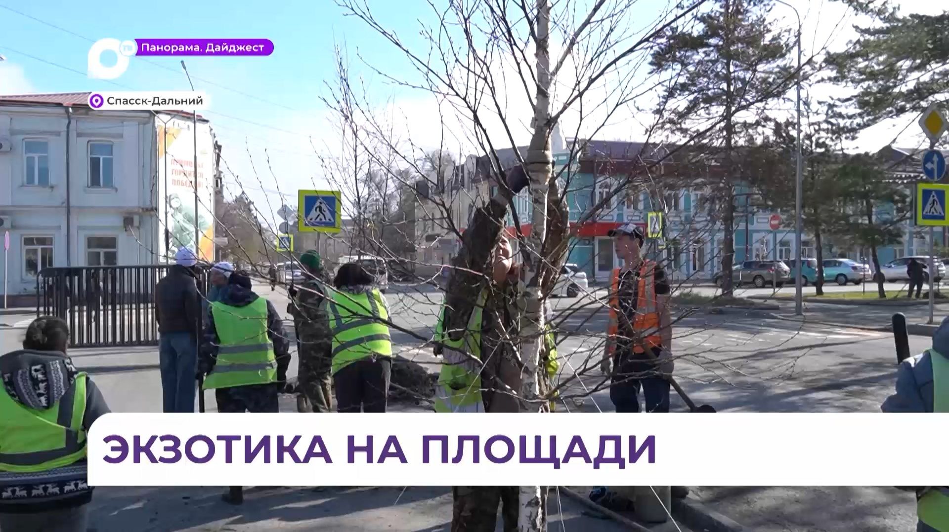 Высадку берёз начали на центральной площади Спасска-Дальнего