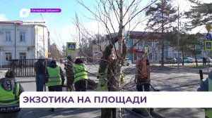 Высадку берёз начали на центральной площади Спасска-Дальнего