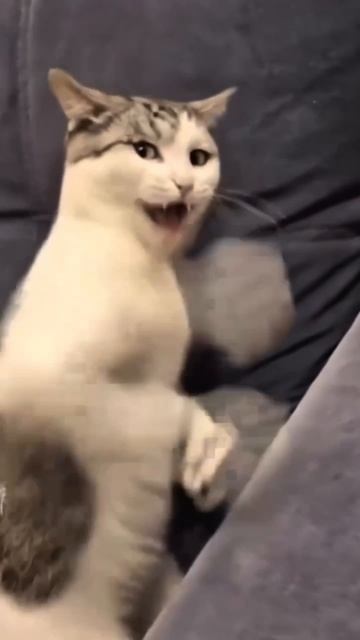 Мурчащее утро каждого мужчины realyvitaly