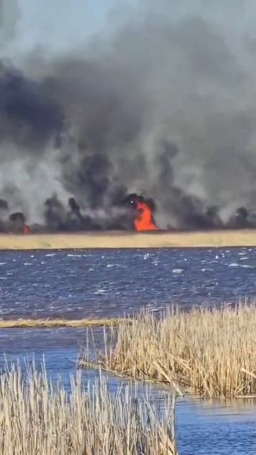 на Ладожском озере подожгли камыши