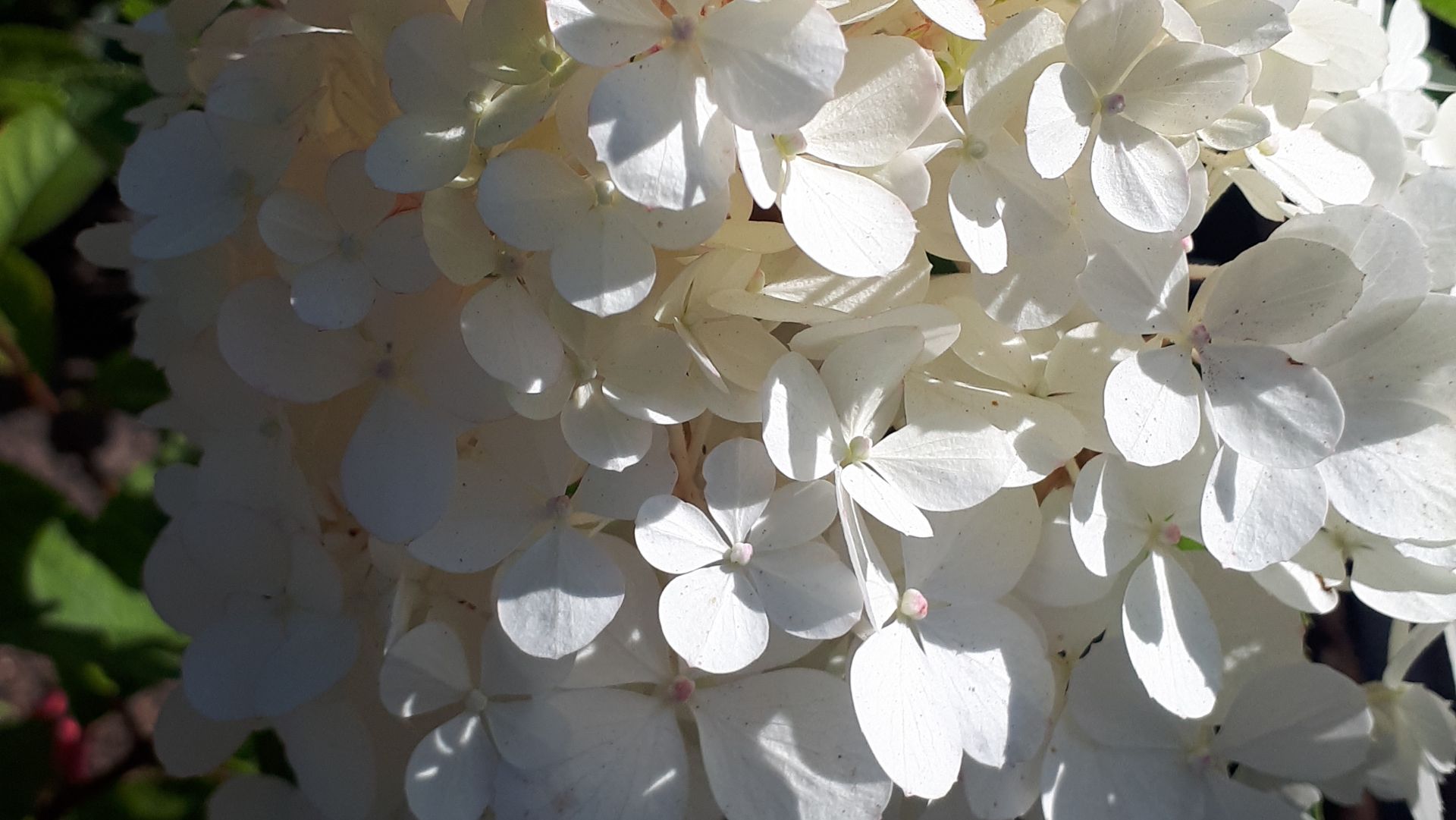 2370.  ВПЛ.,открываем многолетние  декоративные кусты .