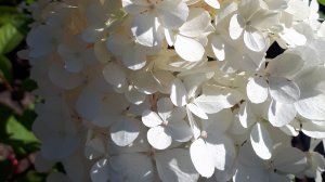 2370.  ВПЛ.,открываем многолетние  декоративные кусты .