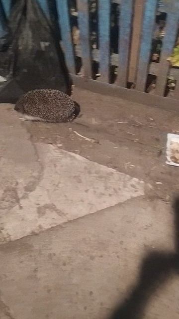 VID_20250921_191201.mp4