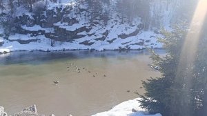 1. Утки. 19 марта 2026 года.