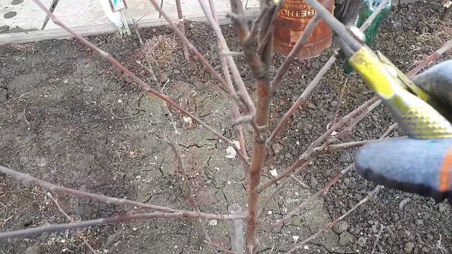 Плодовые оанней весной