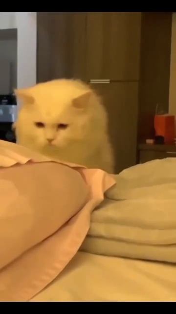 Когда твой кошачий так плох