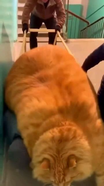 Жорик вернулся от бабушки