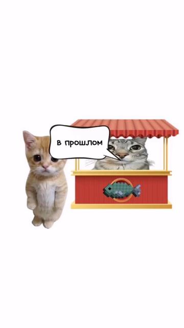 котята пояснят)